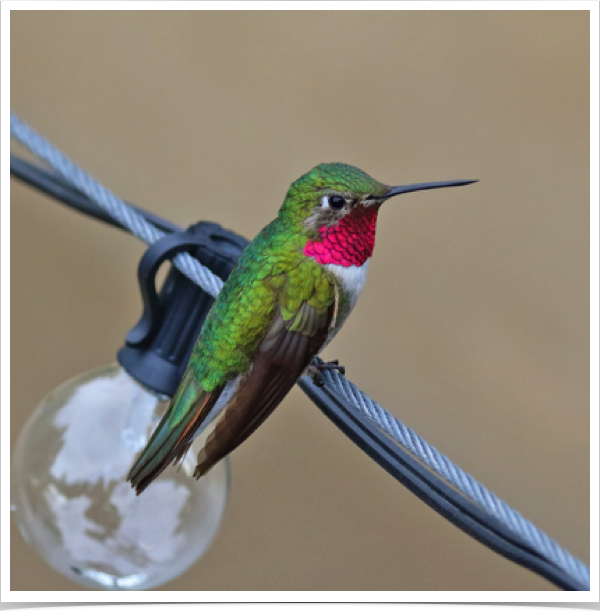 Anna's Hummingbird